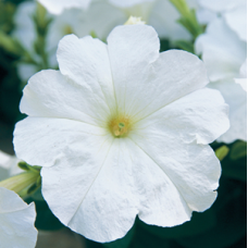 Петуния Trilogy F1 White