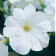 Петунія ампельна Trilogy F1 White, 100 шт, Takii seed