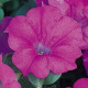 Петунія ампельна  WAVE®F1 LAVENDER, 100 шт, PanAmerican