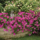Петунія ампельна  WAVE®F1 LAVENDER, 100 шт, PanAmerican