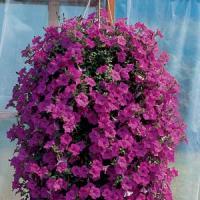 Петунія ампельна  WAVE®F1 LAVENDER, 5 шт, PanAmerican