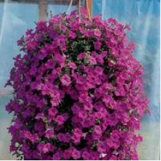 Петунія ампельна  WAVE®F1 LAVENDER, 5 шт, PanAmerican