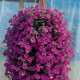 Петунія ампельна  WAVE®F1 LAVENDER, 100 шт, PanAmerican