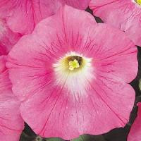 Петунія ампельна  WAVE®F1 PINK, 25 шт, PanAmerican