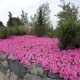 Петунія ампельна  WAVE®F1 PINK, 100 шт, PanAmerican