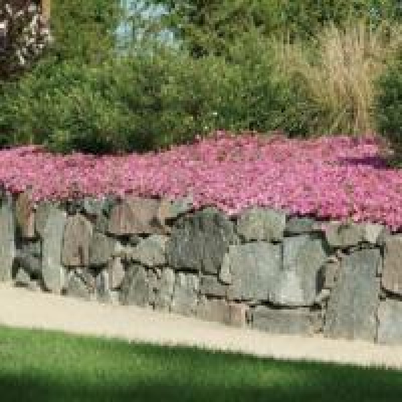 Петунія ампельна  WAVE®F1 PINK, 100 шт, PanAmerican