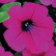 Петунія ампельна WAVE®F1 PURPLE, 25 шт, PanAmerican