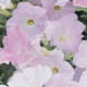 Петунія ампельна  WAVE®F1 MISTY LILAC, 100 шт, PanAmerican
