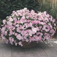 Петунія ампельна  WAVE®F1 MISTY LILAC, 100 шт, PanAmerican