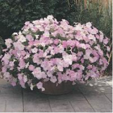Петунія ампельна  WAVE®F1 MISTY LILAC, 5 шт, PanAmerican