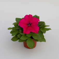 Петуния крупноцв Espresso® Grande Deep Rose