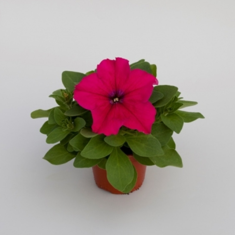 Петунія великоквіткова Espresso® Grande Deep Rose, 250 шт, Floranova