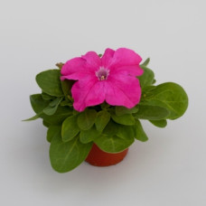 Петуния крупноцв Espresso® Grande Pink