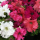 Петуния Frillytunia Formula Mix