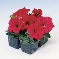 Петуния крупноцв Tango Red