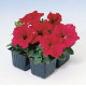 Петунія великоквіткова  Tango Red, 1000 шт, Hem Genetics