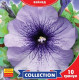 Петунія великоквіткова Лімбо Синя, 10 шт, GL SEEDS
