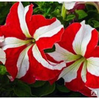 Петунія великоквіткова Tango Red star, 1000 шт, Hem Genetics