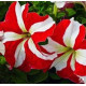 Петунія великоквіткова Tango Red star, 250 шт, Hem Genetics