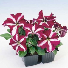 Петуния крупноцв Tango Burgundy star