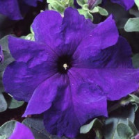 Петунія великоквіткова Limbo GP blue, 250 шт, Hem Genetics