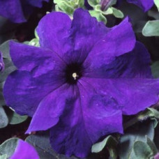 Петуния крупноцв Tango Blue