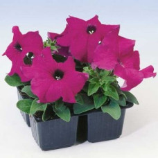 Петуния крупноцв Tango Violet