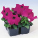 Петунія великоквіткова Tango Violet, 50 шт, Hem Genetics