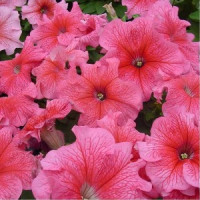 Петунія великоквіткова Tango Red veined, 1000 шт, Hem Genetics