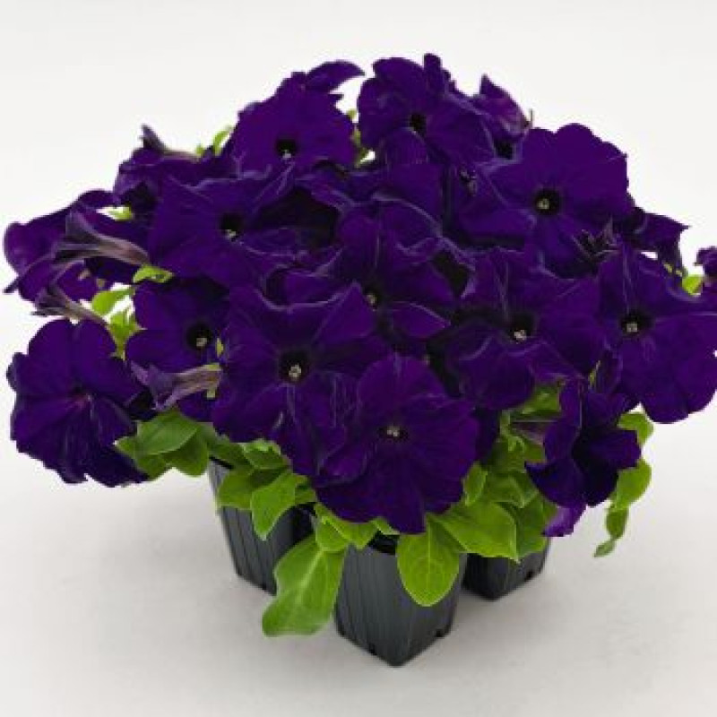 Петунія великоквіткова SUCCESS! HD Blue, 50 шт, Benary