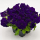 Петунія великоквіткова SUCCESS! HD Blue, 50 шт, Benary