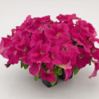 Петунія великоквіткова SUCCESS! HD Pink, 250 шт, Benary