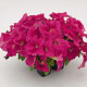 Петунія великоквіткова SUCCESS! HD Pink, 5000 шт, Benary