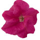 Петунія великоквіткова SUCCESS! HD Pink, 5000 шт, Benary