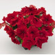 Петунія великоквіткова SUCCESS! HD Red, 500 шт, Benary