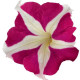 Петунія великоквіткова SUCCESS! HD Rose Star, 250 шт, Benary