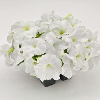 Петунія великоквіткова SUCCESS! HD White, 250 шт, Benary