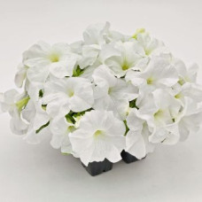 Петуния SUCCESS! HD White