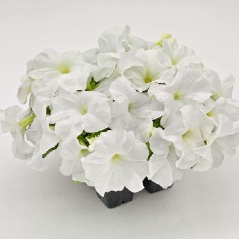 Петунія великоквіткова SUCCESS! HD White, 10 шт, Benary