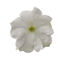 Петунія великоквіткова SUCCESS! HD White, 50 шт, Benary