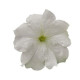 Петунія великоквіткова SUCCESS! HD White, 10 шт, Benary