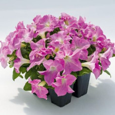 Петунія великоквіткова SUCCESS! HD Light Pink, 100 шт, Benary