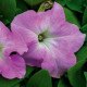 Петунія великоквіткова SUCCESS! HD Light Pink, 50 шт, Benary