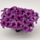 Петунія великоквіткова SUCCESS!360°: Purple Vein, 500 шт, Benary