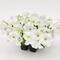 Петунія великоквіткова SUCCESS!360°: White, 250 шт, Benary
