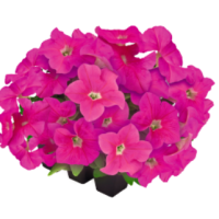 Петунія великоквіткова SUCCESS!360°: Pink, 5000 шт, Benary
