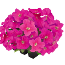 Петунія великоквіткова SUCCESS!360°: Pink, 5000 шт, Benary