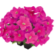 Петунія великоквіткова SUCCESS!360°: Pink, 5000 шт, Benary