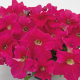 Петунія великоквіткова SUCCESS!360°: Deep Pink, 250 шт, Benary