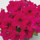 Петунія великоквіткова SUCCESS!360°: Deep Rose, 1000 шт, Benary